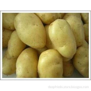 Top Grade New Crop Small Fresh Holland Potato Vegetable Lon